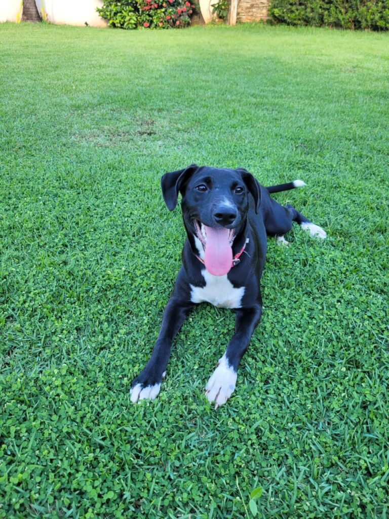 Cadela preta com patinhas e peito brancas. Tem um semblante feliz com a língua pra fora, está deitada na grama e usa coleira vermelha.