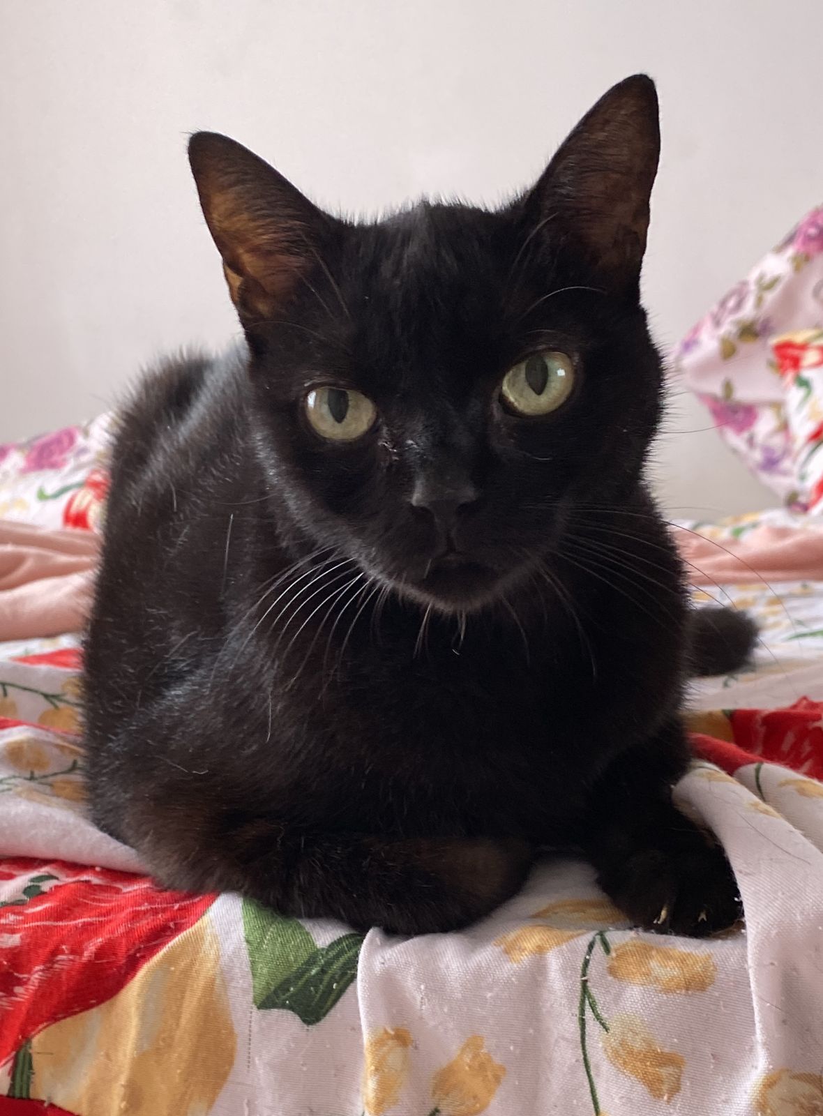 Gata preta chamada Sorte