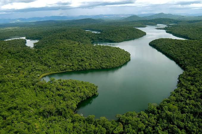 Redução da área florestal do Brasil: impactos aos biomas e ameaça à biodiversidade