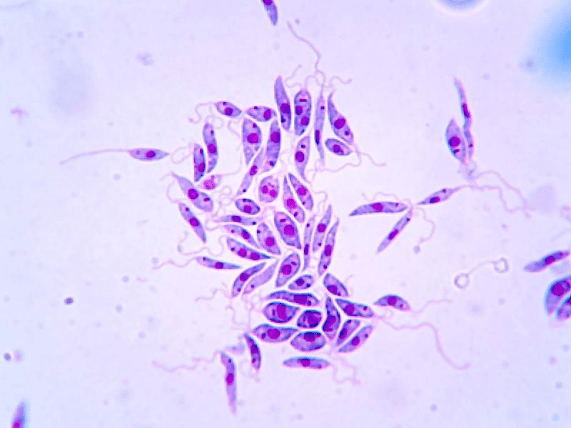 A imagem mostra vrios parasitas Leishmania braziliensis sob um microscpio corados de roxo Eles exibem a forma alongada e flagelada de promastigotas Os parasitas esto agrupados com seus flagelos finos e ondulados visveis emaranhados ao redor deles contra um fundo claro quase branco