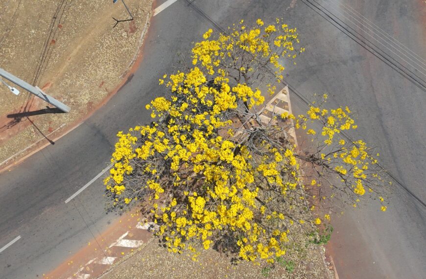 Goiânia em Flor: O despertar dos ipês no coração do Brasil